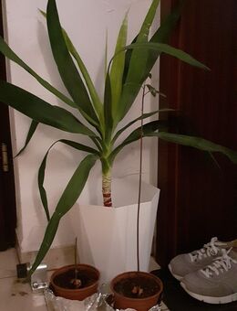 Jucca palme zu verschenken - Ludwigsburg