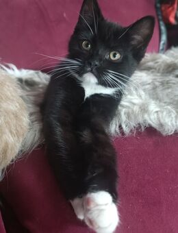 Zuckersüßes Ragdoll Mix Katerchen 13 Wochen - Schiffdorf