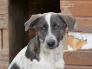 Farley sucht seine Menschen - Kallmünz