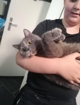 BKH Katze abzugeben. - Herne