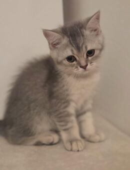 BKH Kitten suchen ein liebevolles Zuhause - Oelde