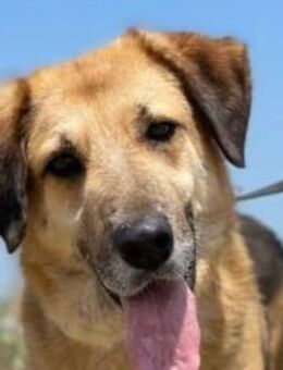 Faron sucht ein Zuhause als Einzelprinz - Remagen