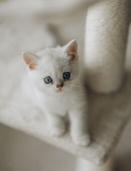 Bkh Kitten sucht ein Zuhause - München