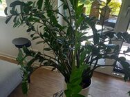 Glücksfeder (Zamioculcas zamiifolia) - Pflanze für drinnen - Rostock