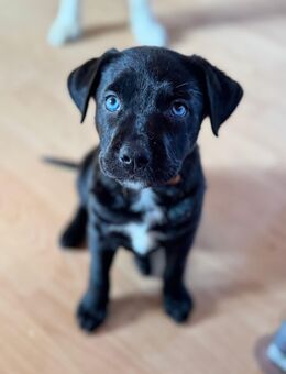 Border Collie mischlings Hündin - Hopsten