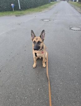 Fönis aktiver Mali Mix - Remagen