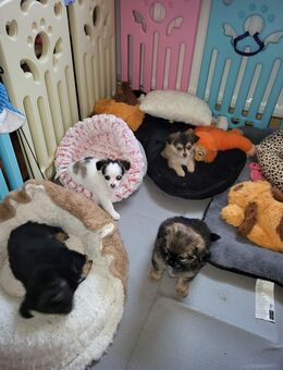 3 Pom-Chi-Babys suchen ab Mitte Januar ein eigenes Zuhause - Apolda