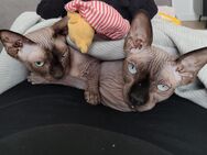 Zwei liebevolle Katzen suchen ein neues Zuhause - Hamburg
