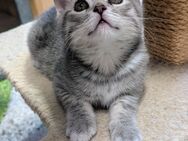 BKH Katze kitten - Kösching