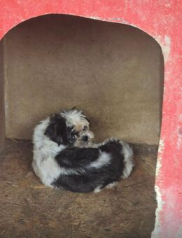 Bildschöner labbymix - Wegberg