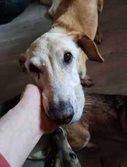 Zsömi, ruhiger Senior, ca. 15 Jahre - Vaterstetten