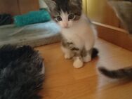 Kitten - Gerbstedt