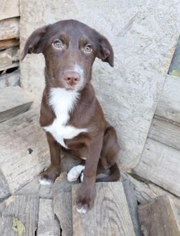 Tog, kleine Hündin sucht ihr Für-immer-Z - Lindenberg (Rheinland-Pfalz)