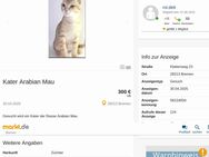 Kater Arabian Mau - Bremen