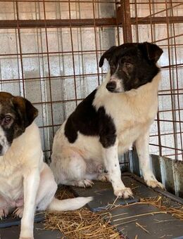 Der scheue Ponto sucht sein Glück - Beltheim