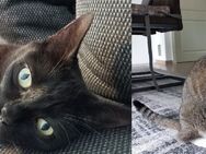 Lea & Quenny zwei weibliche Katzen suchen ein liebevolles Zuhause - Unna