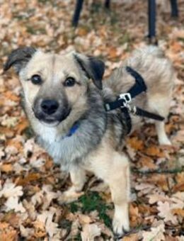 ruhige kleine Cleo, 30cm, 7 Monate sucht - Köln