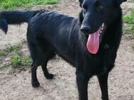 Traum-Hund Gris sucht seine Familie - Grevenbroich