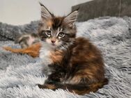 Maine Coon Kitten - Goch