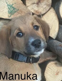 Manuka - schüchtern und süß - Bergkirchen