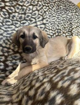 4 Welpen suchen dringend ein Zuhause - Ovelgönne