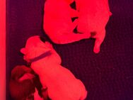 Unsere Knutschkugeln sind da! ❤️🐾 - Dortmund Sommerberg