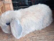 Zwergwidder Zwergkaninchen Babys Rammler Häsin - Gudow