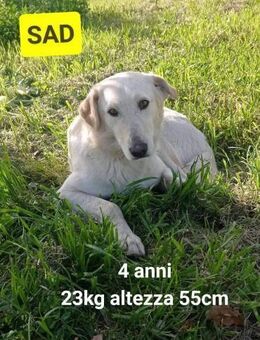 SAD 💚💚💚 sucht Herzensmenschen - Bad Karlshafen