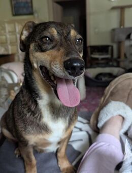 Süßer Quincy sucht nette Familie! - Nürnberg