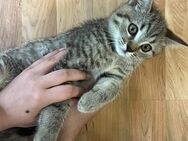 Babykatzen suchen ein Zuhause - Linz (Rhein)