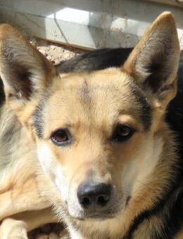 Mateo -kennt nichts, etwas schüchtern- - Oldenburg