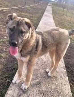 Uno liebenswerter menschenbezoger Kerl♥ - Hüllhorst