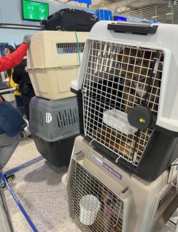 Flugpaten für Hunde und Katzen gesucht! - Bergkirchen