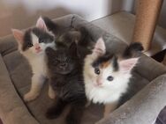 3 süße Main coon Mixe suchen ein zu Hause - Zittau