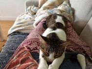 Sanfte, liebe Katze Mica - Karlsruhe