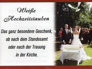 Weiße Hochzeitstauben mit festlichem Trompetensolo - Stadtallendorf