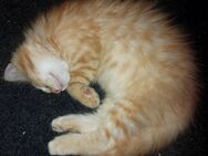 Süsser Maine Coon Kater - Hagen (Bremischen)