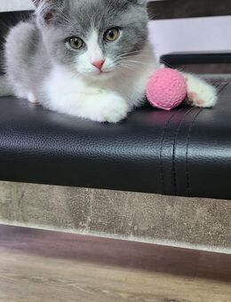 Babykatzen Bkh+Ragdoll mix - Mönchengladbach