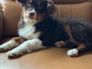 Mini Australian Shepherd Welpen - Marsberg