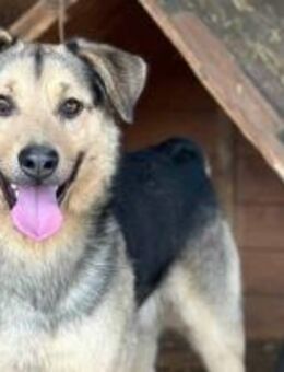 Legolas, der Liebenswürdige 🐾 - Elsdorf (Nordrhein-Westfalen)