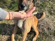 Karl 💗 ruhig, gehorsamer Malinois-Mix - Hamburg