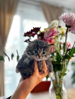 Norwegische Waldkater - Köln