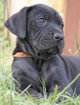 Deutsche Doggen Welpen - Utzerath