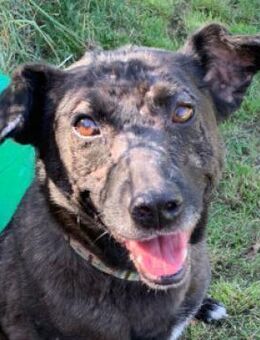 Kotangens - ruhige unauffällige Hündin - Lohmar