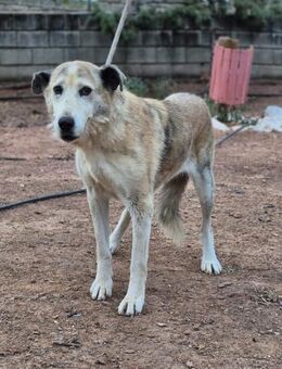 Ida - Riesen Teddy mit liebem Gesicht - Tübingen