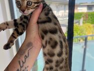 Ein Bengal Kater sucht noch ein zuhause - Weyhe