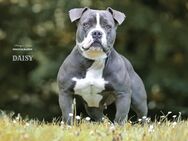 American Bully - Lahntal
