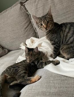 Katzen 5 Monate suchen ein neues Zuhause - Hamburg Bergedorf
