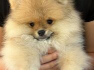 Pomeranian/Zwergspitz Rüde - Gummersbach