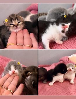 Entzückende Reinrassige Bkh Kitten - Köln